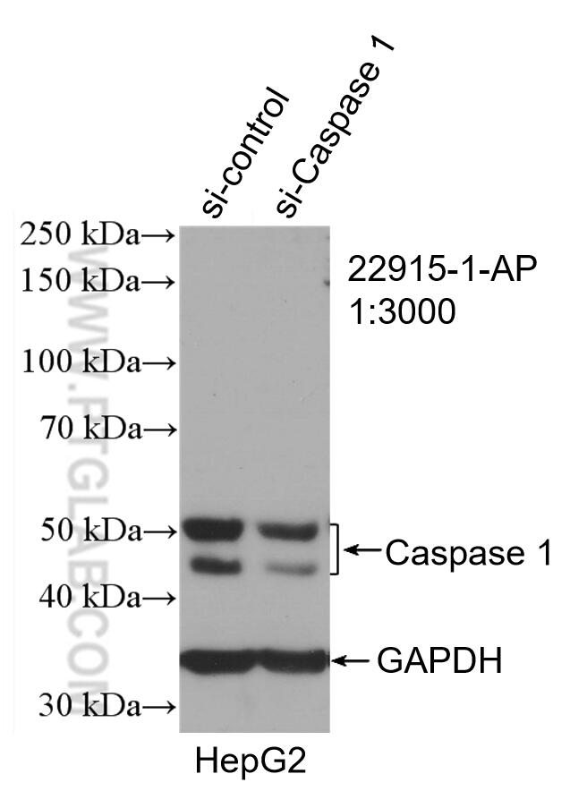 WB analysis of HepG2 using 22915-1-AP