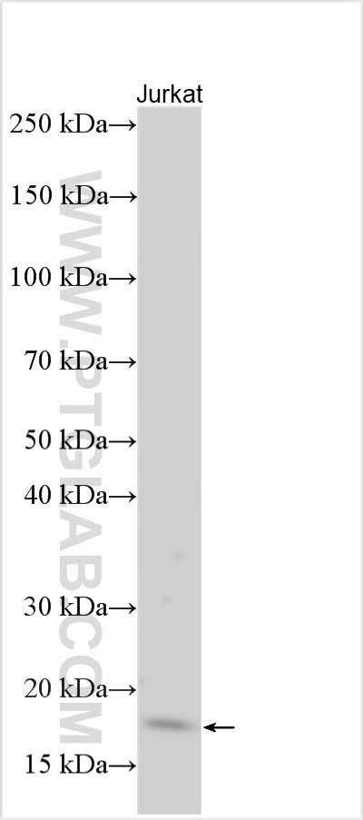 WB analysis using 22915-1-AP