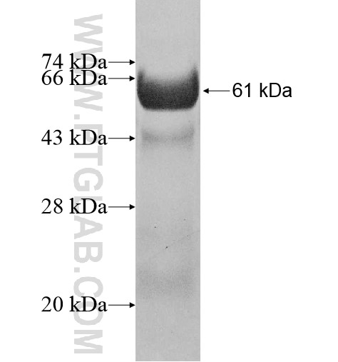 Caspase 1 fusion protein Ag10291 SDS-PAGE