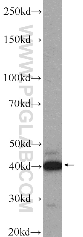 WB analysis of HEK-293 using 55238-1-AP