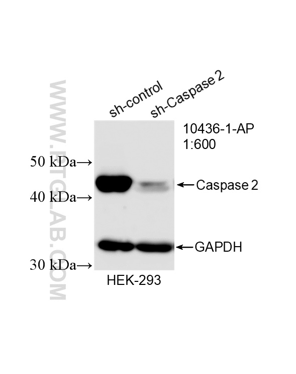 WB analysis of HEK-293 using 10436-1-AP