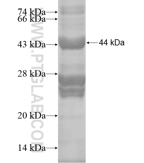 Caspase 2 fusion protein Ag20111 SDS-PAGE Caspase 2 fusion protein Ag20111 SDS-PAGE