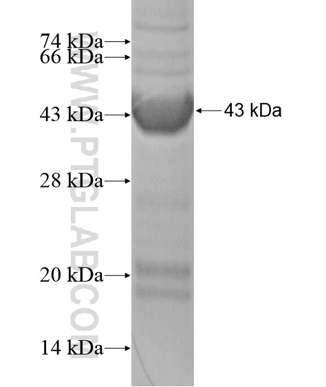 Caspase 2 fusion protein Ag20141 SDS-PAGE