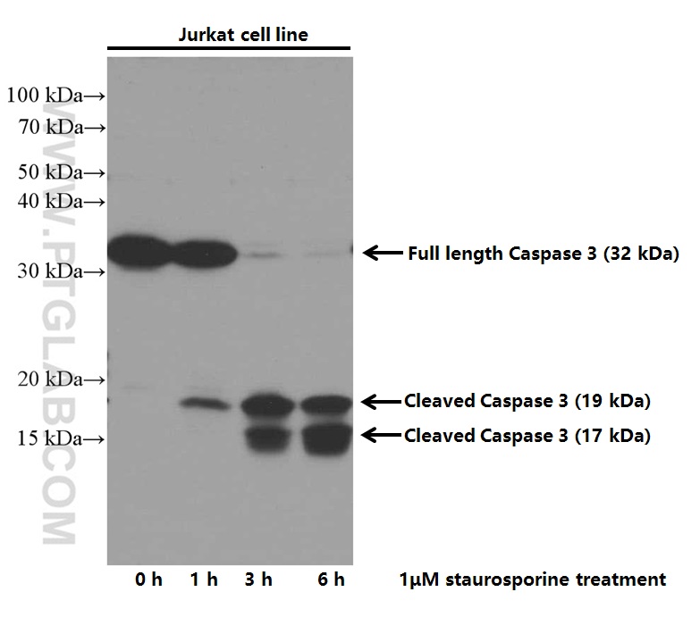 WB analysis of Jurkat using 66470-2-Ig (same clone as 66470-2-PBS)