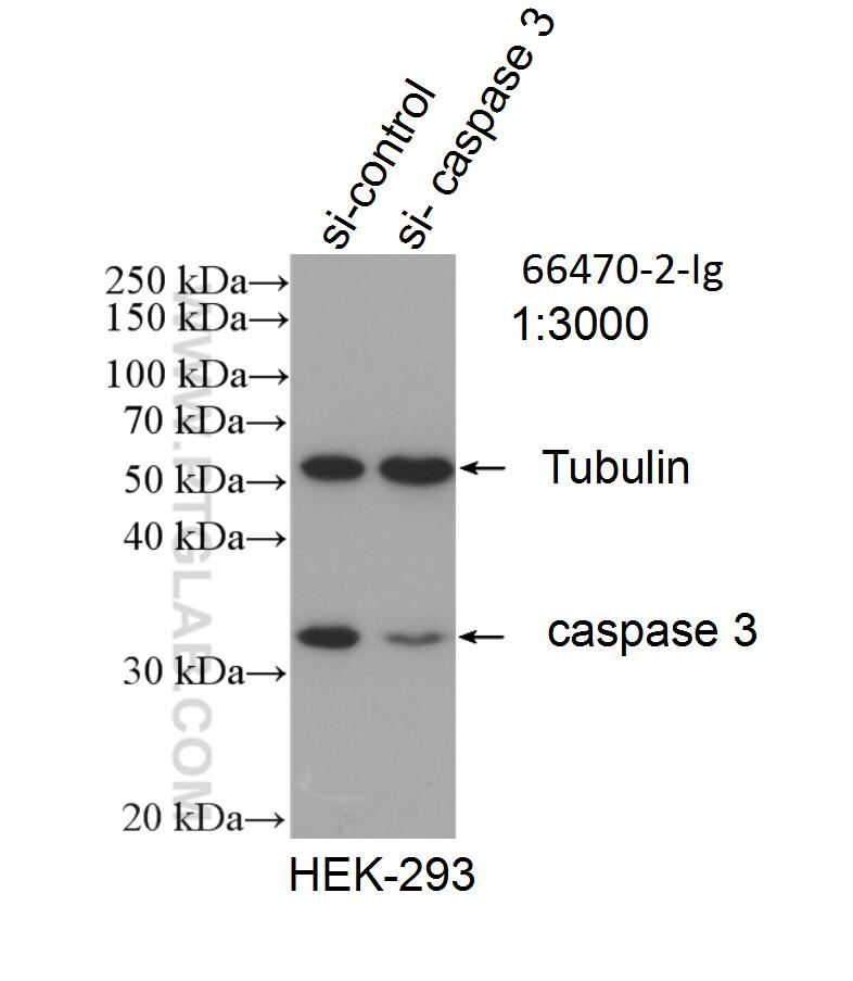 WB analysis of HEK-293 using 66470-2-Ig (same clone as 66470-2-PBS)