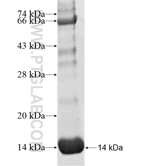 CASP3 fusion protein Ag20776 SDS-PAGE