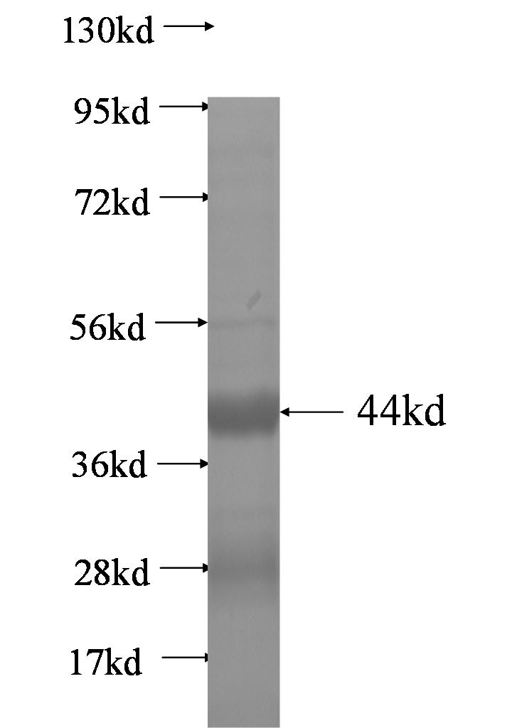 CASP3 fusion protein Ag0894 SDS-PAGE CASP3 fusion protein Ag0894 SDS-PAGE
