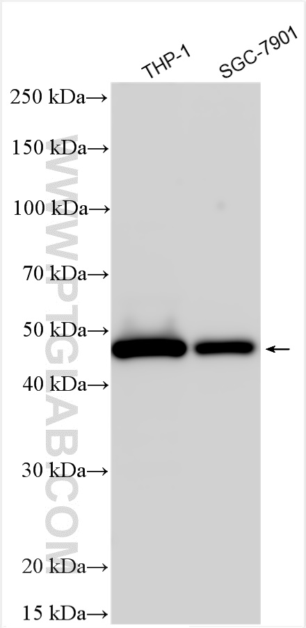 WB analysis using 11856-1-AP