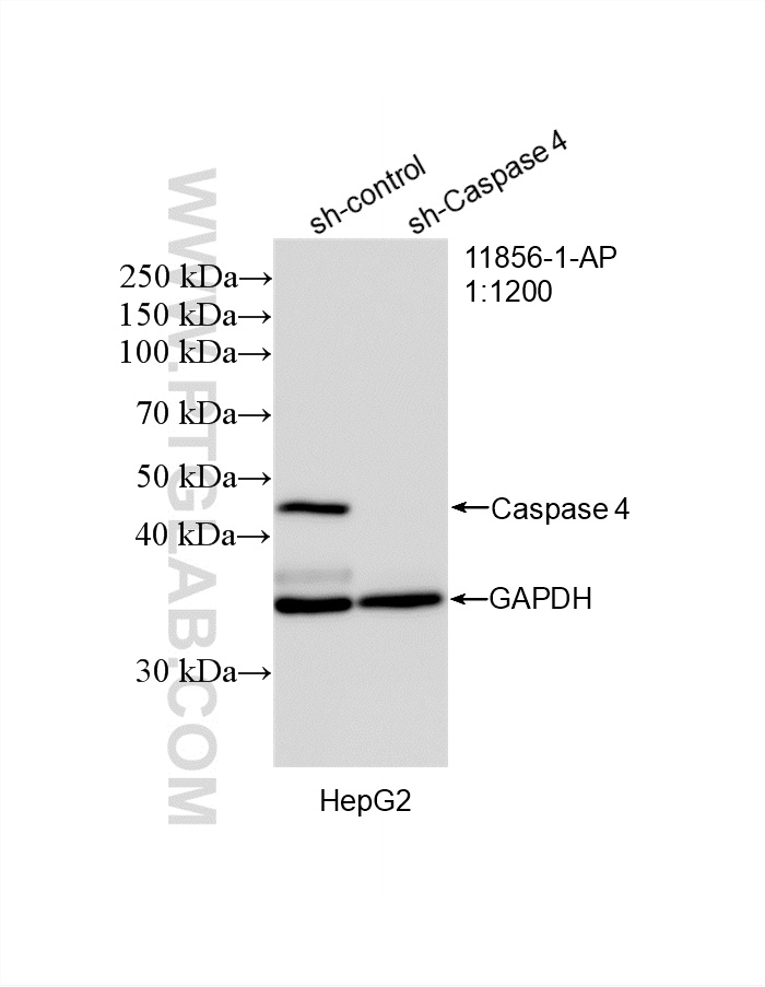 WB analysis of HepG2 using 11856-1-AP