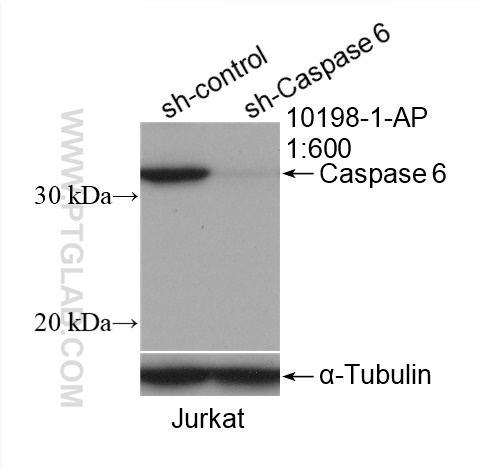 WB analysis of Jurkat using 10198-1-AP