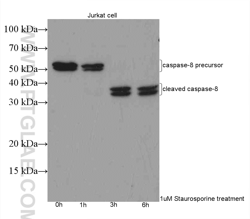 Caspase 8/p43/p18 antibody (13423-1-AP)