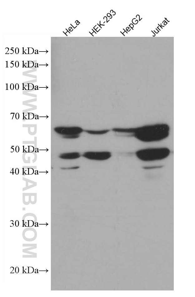 WB analysis using 66093-1-Ig