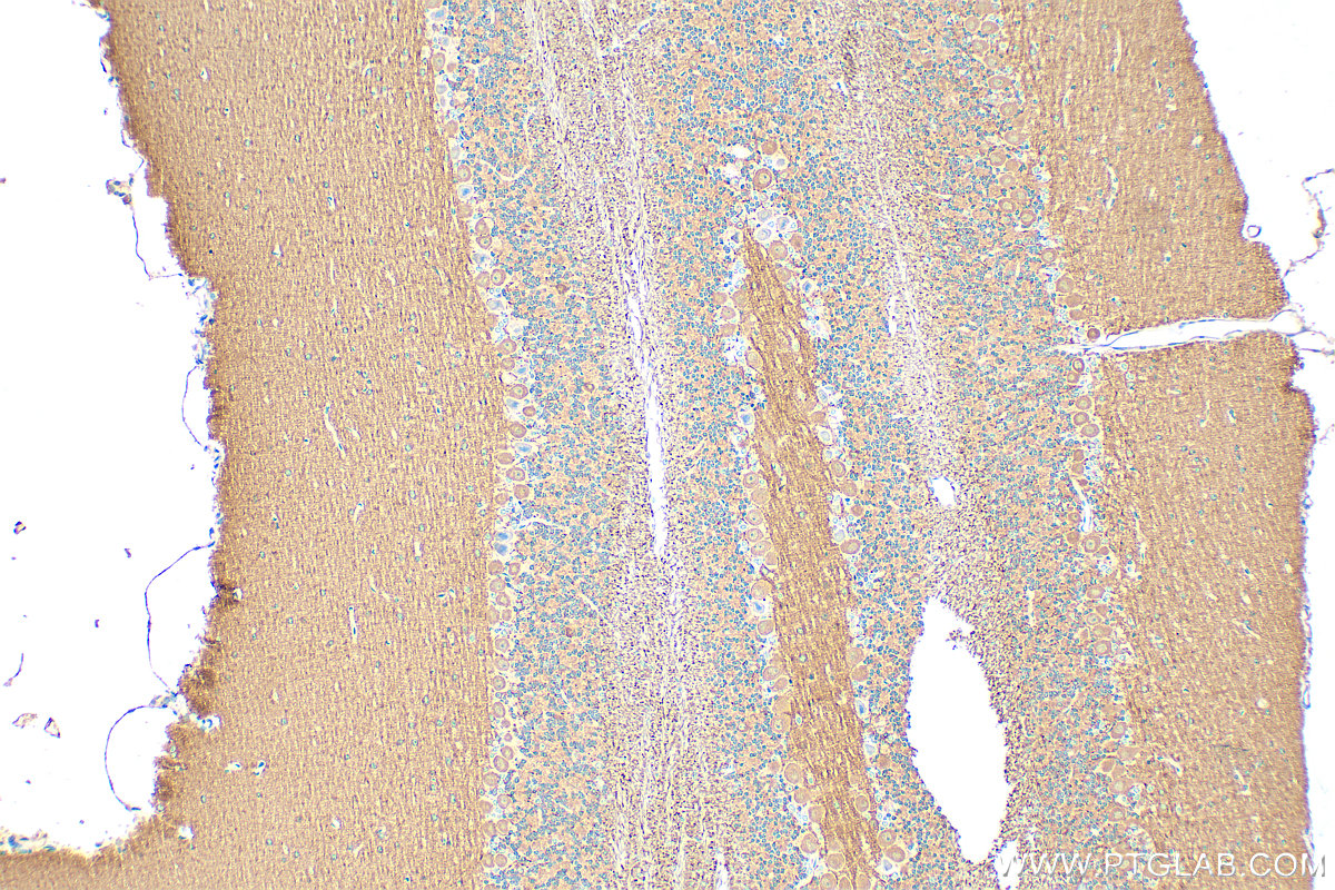 Immunohistochemical analysis of paraffin-embedded mouse cerebellum tissue slide using 55417-1-AP (CASPR antibody) at dilution of 1:400 (under 10x lens). Heat mediated antigen retrieval with Tris-EDTA buffer (pH 9.0). IHC staining of mouse cerebellum using 55417-1-AP