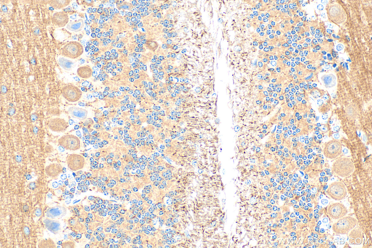Immunohistochemical analysis of paraffin-embedded mouse cerebellum tissue slide using 55417-1-AP (CASPR antibody) at dilution of 1:400 (under 40x lens). Heat mediated antigen retrieval with Tris-EDTA buffer (pH 9.0). IHC staining of mouse cerebellum using 55417-1-AP