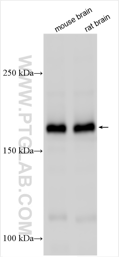 WB analysis using 55417-1-AP