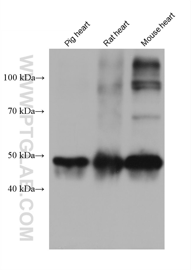 WB analysis using 66419-1-Ig