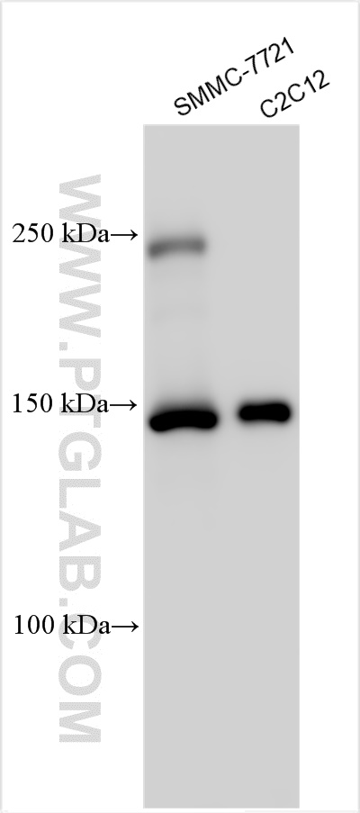 WB analysis using 14534-1-AP