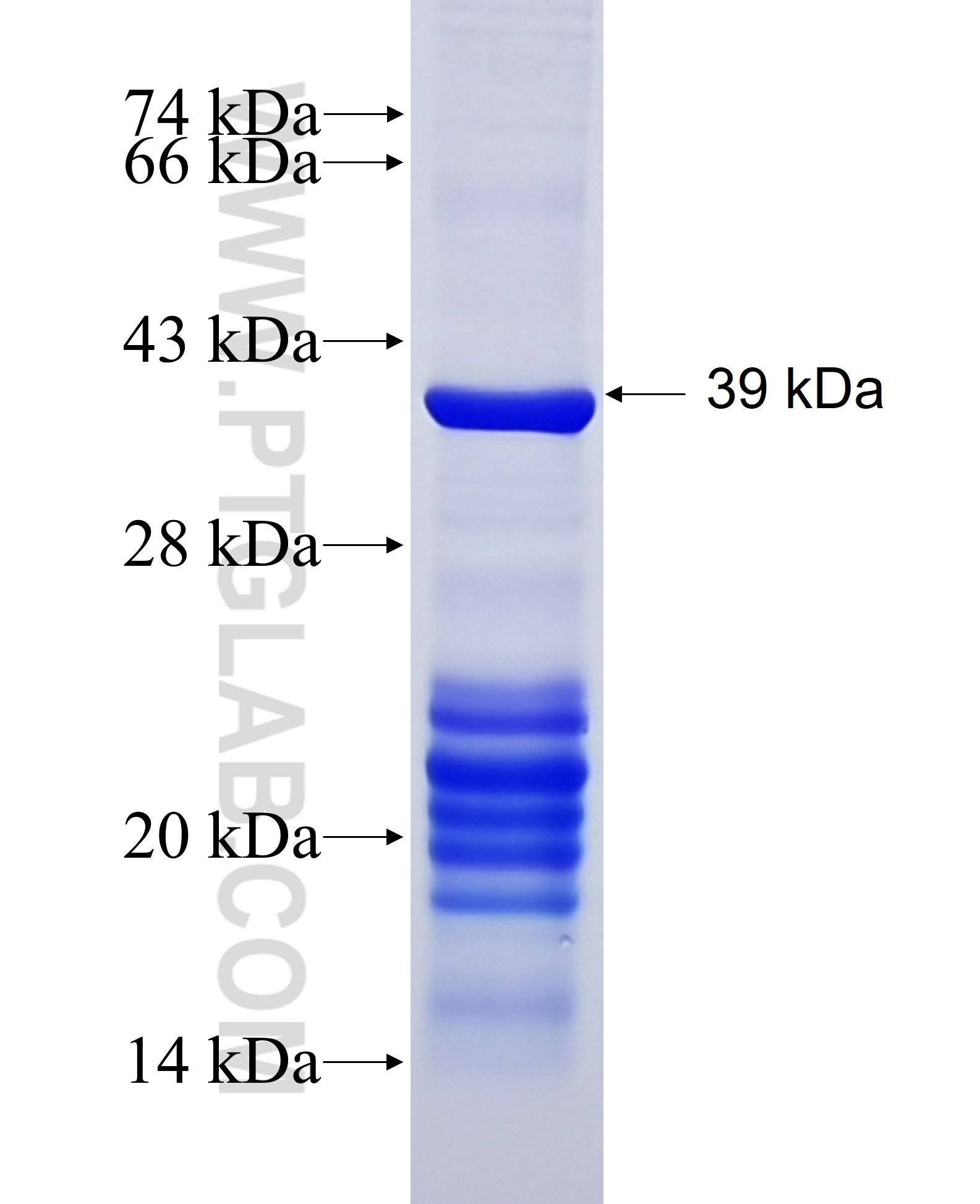 Catalase fusion protein Ag16916 SDS-PAGE