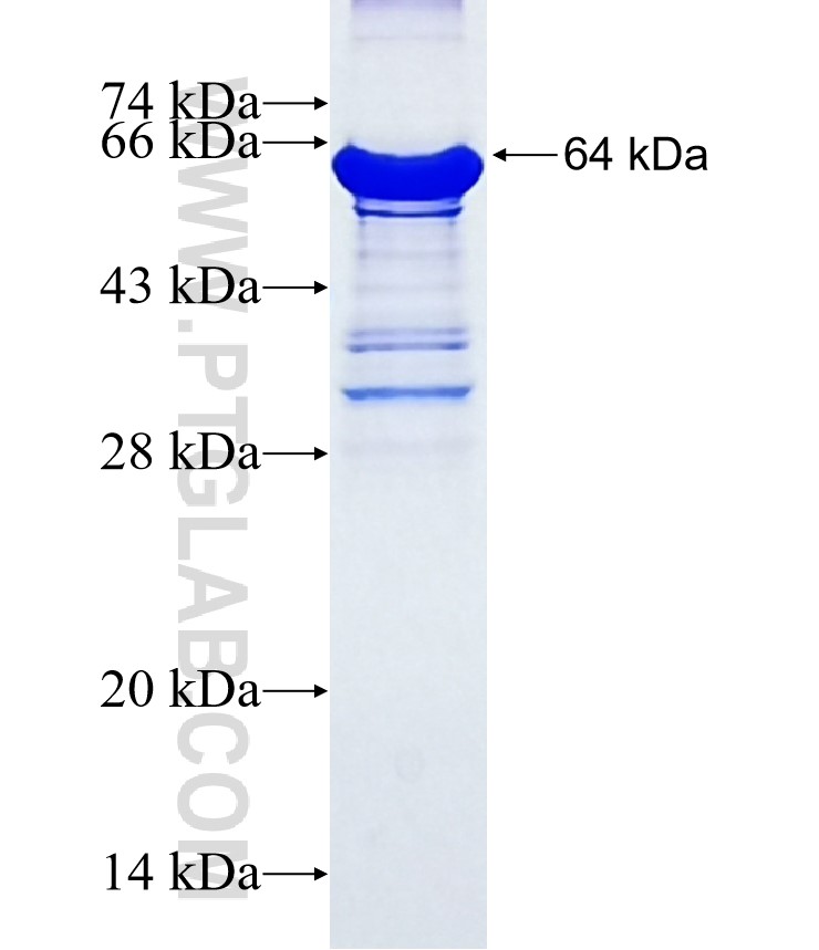 CATSPER1 fusion protein Ag3417 SDS-PAGE