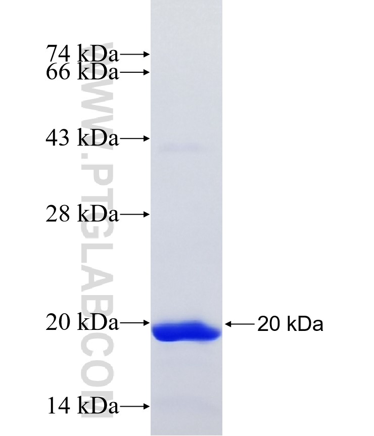 CATSPER3 fusion protein Ag16914 SDS-PAGE