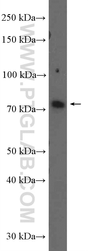 WB analysis of L02 using 26633-1-AP