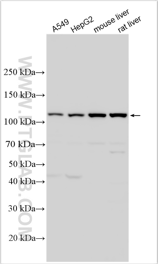 WB analysis using 32840-1-AP WB analysis using 32840-1-AP