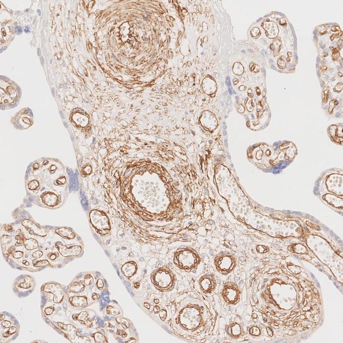 IHC staining of human placenta using 66067-1-Ig