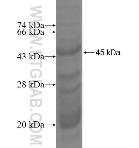 Caveolin-1 fusion protein Ag0958 SDS-PAGE Caveolin-1 fusion protein Ag0958 SDS-PAGE