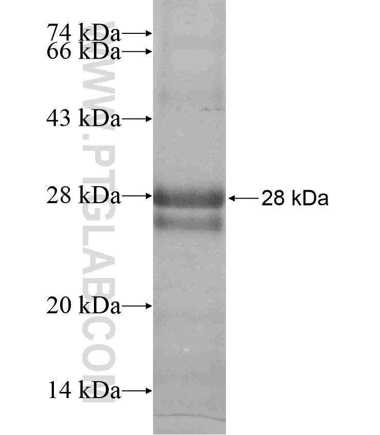 Caveolin-3 fusion protein Ag17587 SDS-PAGE Caveolin-3 fusion protein Ag17587 SDS-PAGE