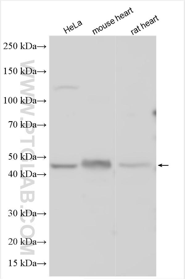 WB analysis using 25905-1-AP