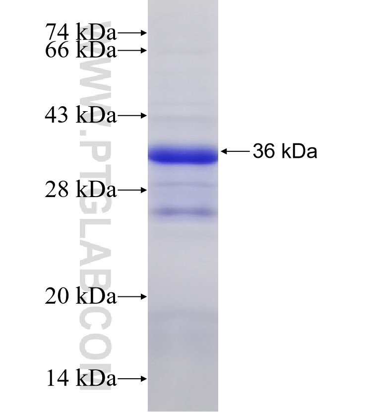 CBFA2T2 fusion protein Ag33484 SDS-PAGE