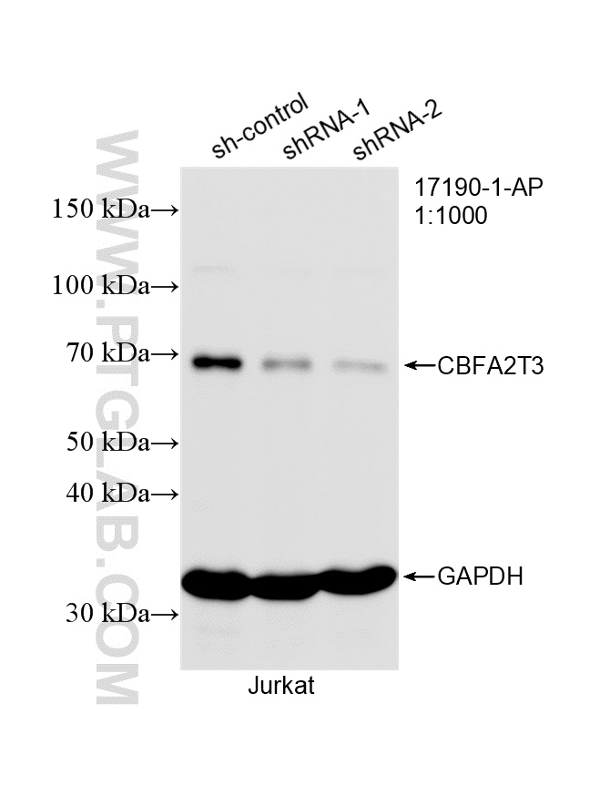 WB analysis of Jurkat using 17190-1-AP