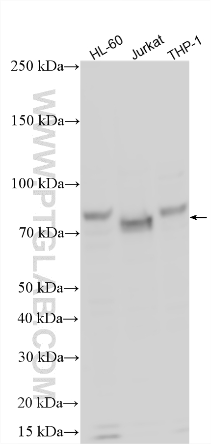 WB analysis using 17190-1-AP