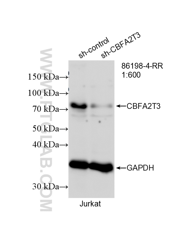 WB analysis of Jurkat using 86198-4-RR WB analysis of Jurkat using 86198-4-RR