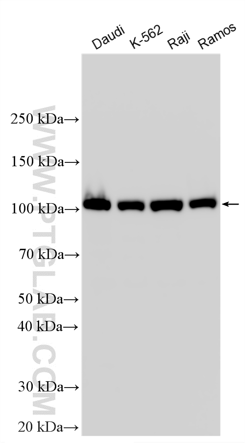 Various lysates were subjected to SDS PAGE followed by western blot with 25818-1-AP (c-Cbl antibody) at dilution of 1:10000 incubated at room temperature for 1.5 hours. WB analysis using 25818-1-AP