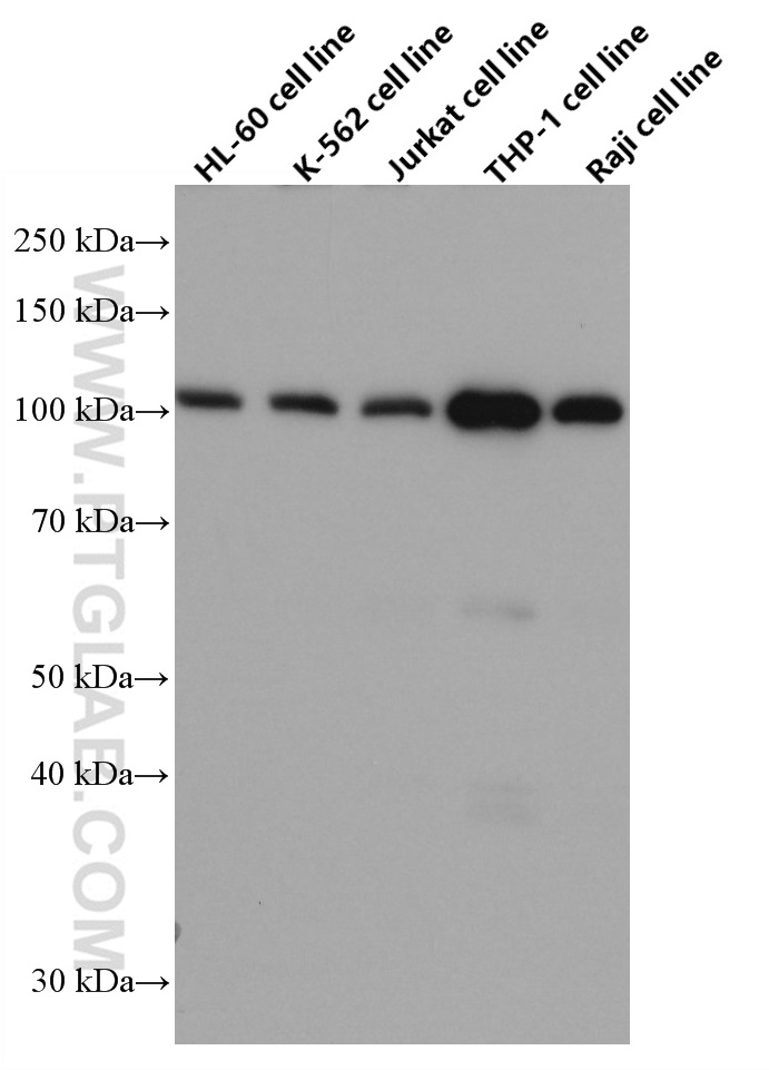 c-Cbl