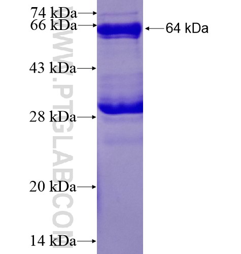 CBLC fusion protein Ag3747 SDS-PAGE