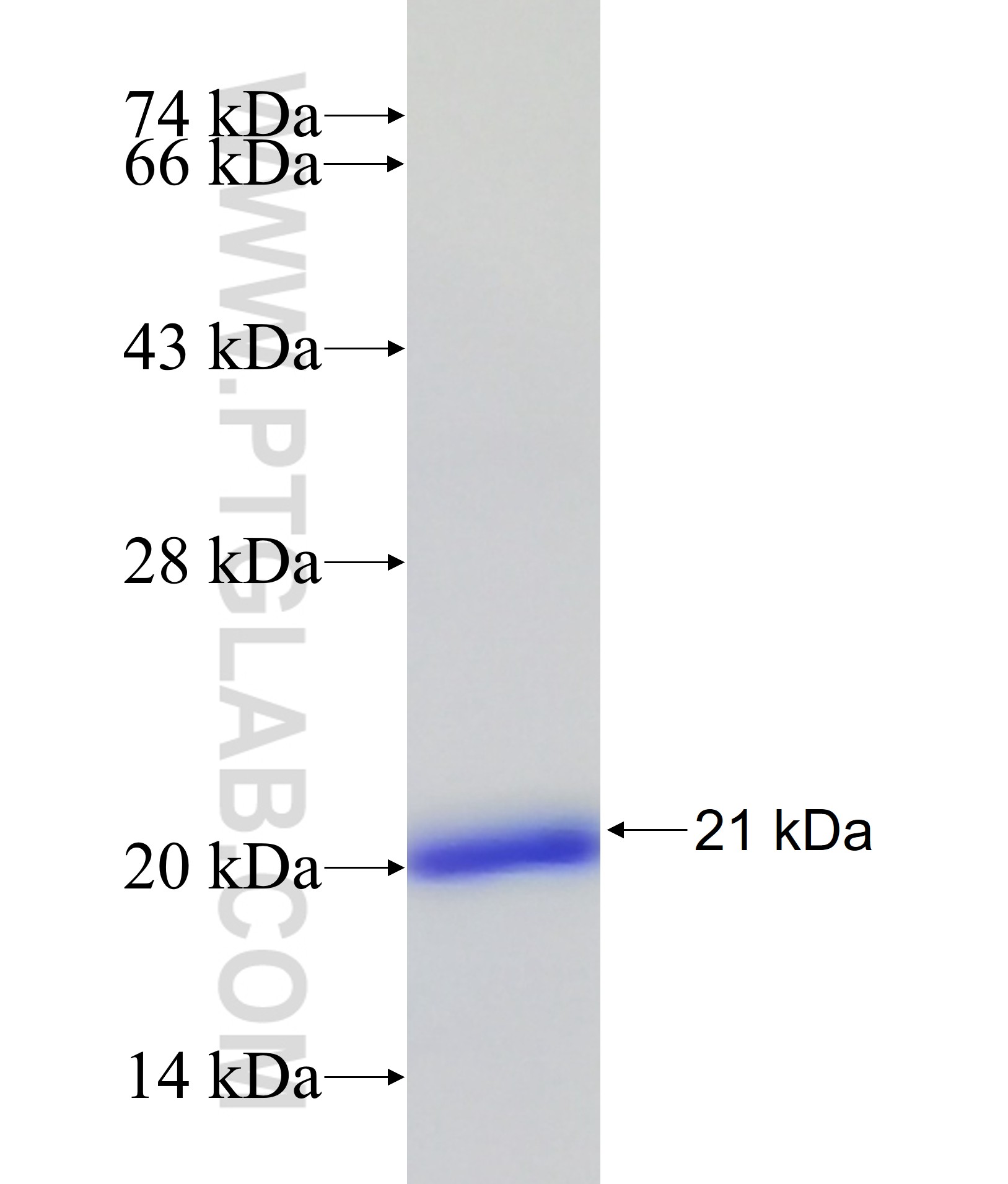 CBLL1 fusion protein Ag30913 SDS-PAGE