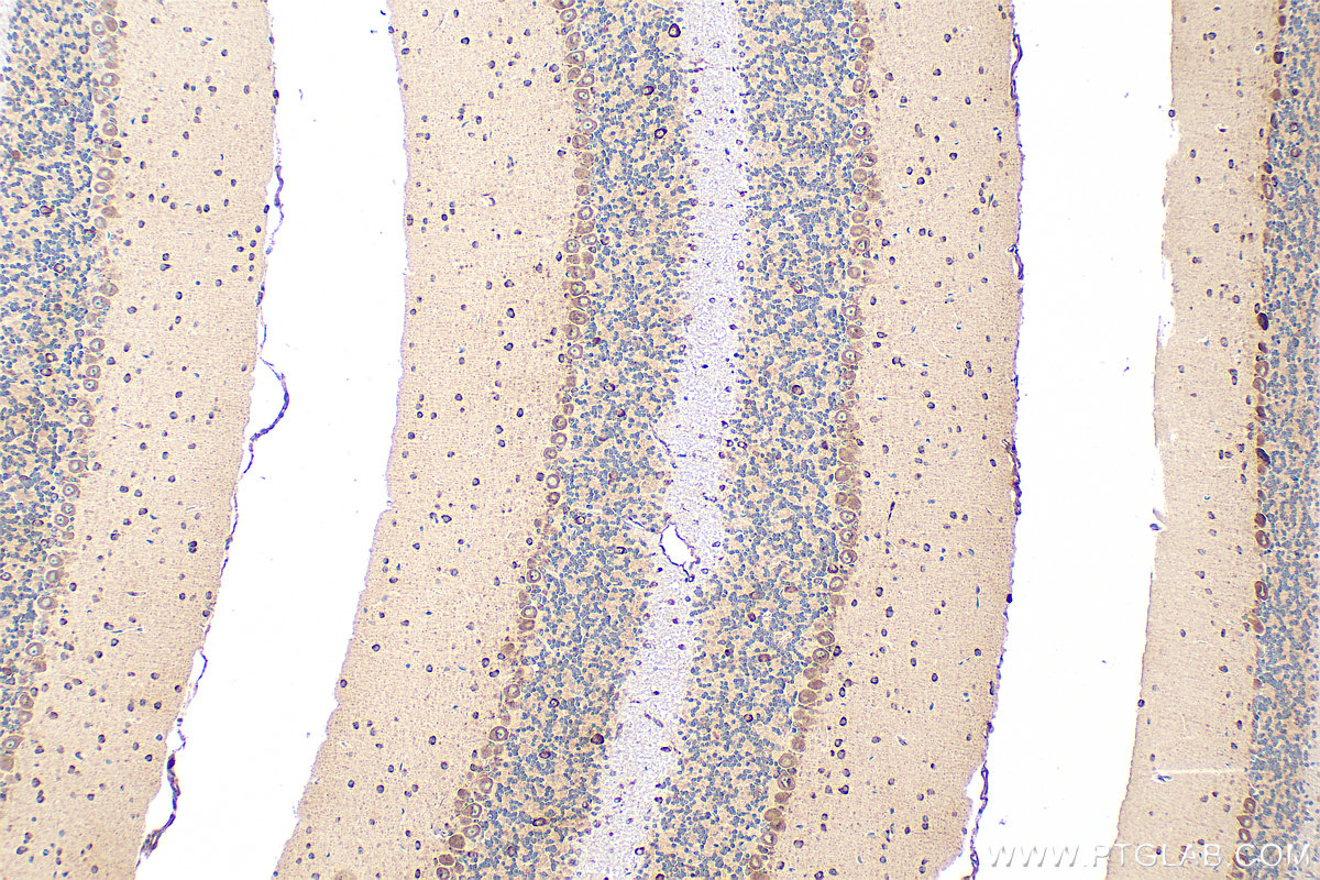 IHC staining of mouse cerebellum using 20559-1-AP