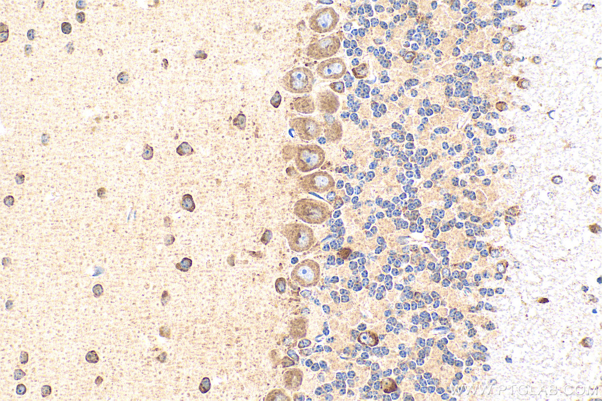 IHC staining of mouse cerebellum using 20559-1-AP