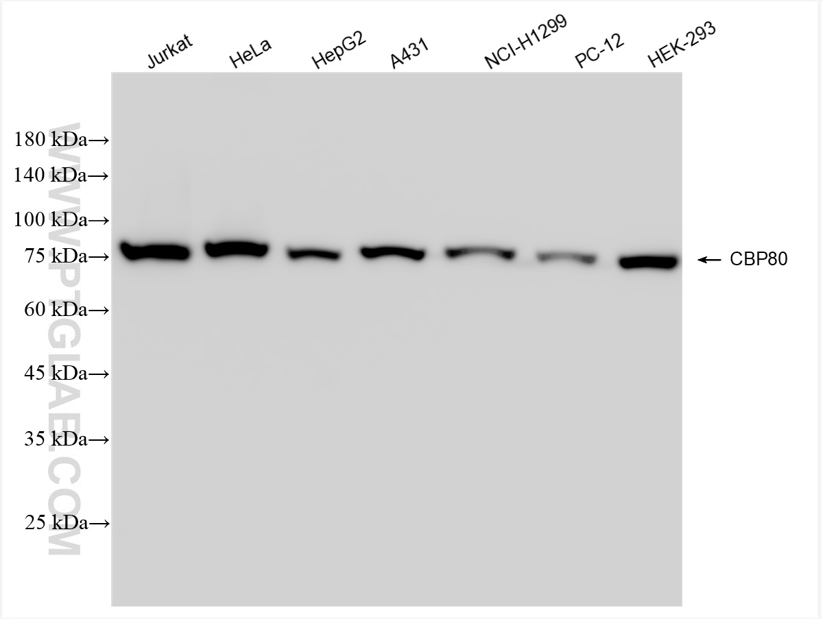 WB analysis using 83212-4-RR (same clone as 83212-4-PBS)
