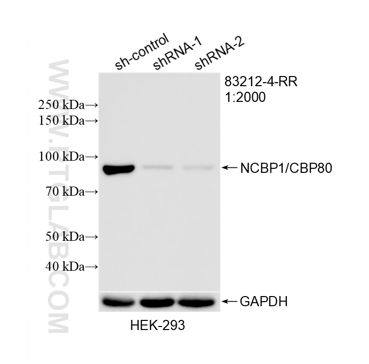 WB result of NCBP1/CBP80 antibody (83212-4-RR; 1:2000; incubated at room temperature for 1.5 hours) with sh-Control and sh-NCBP1/CBP80 transfected HEK-293 cells. WB analysis of HEK-293 using 83212-4-RR