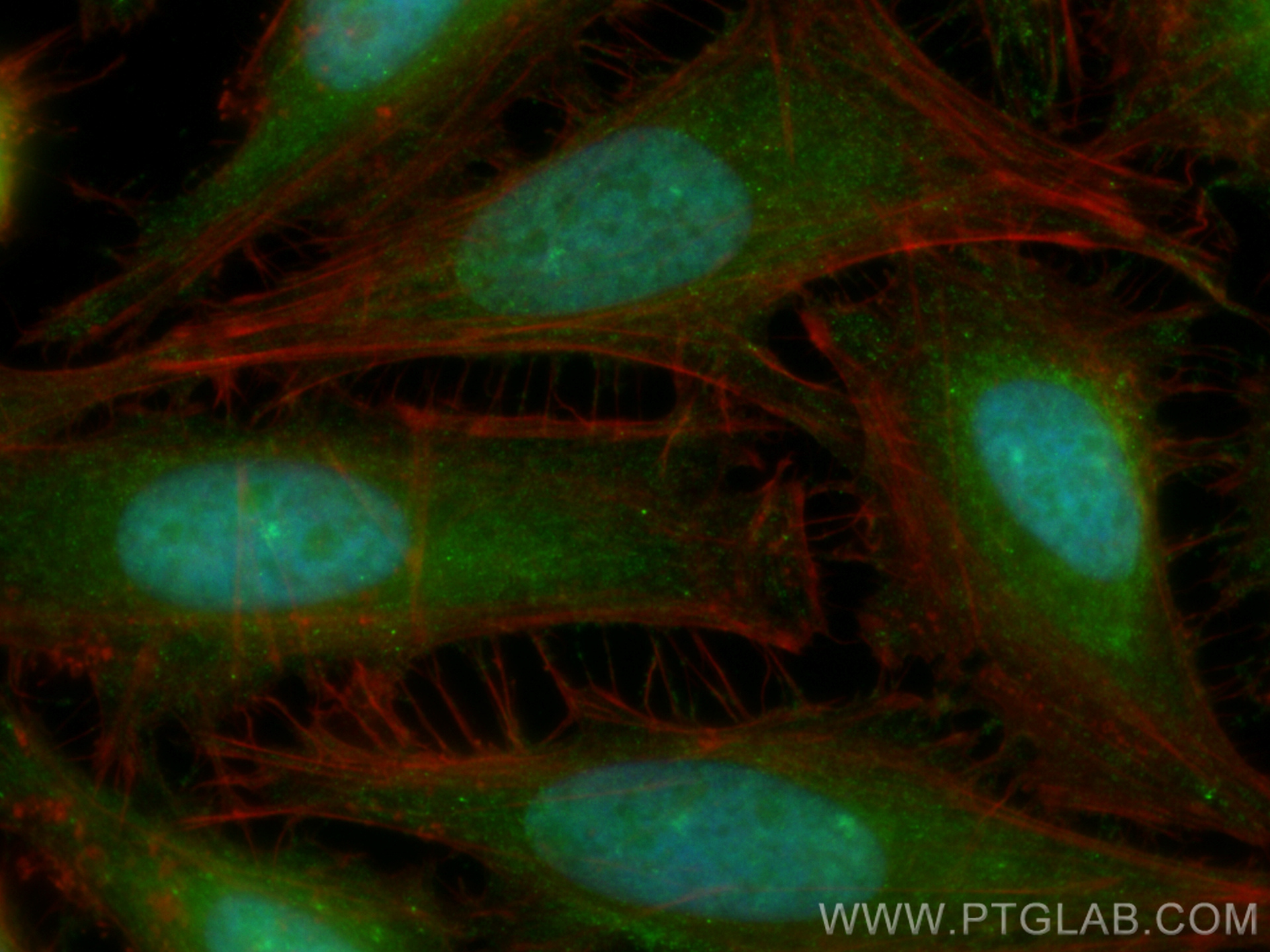 IF Staining of HeLa using CL488-14787