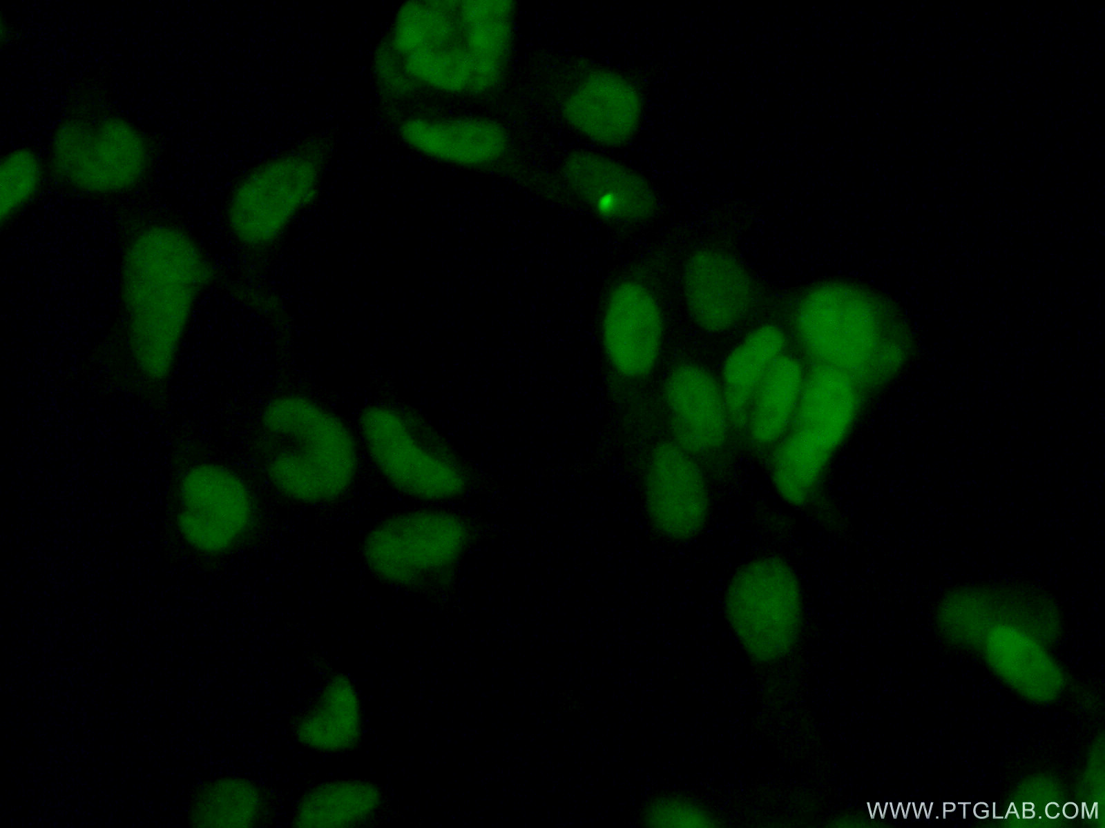 IF Staining of HEK-293 using 10241-2-AP