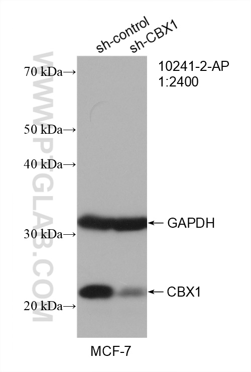 WB analysis of MCF-7 using 10241-2-AP