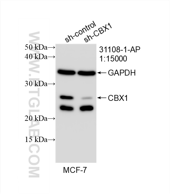 WB analysis of MCF-7 using 31108-1-AP