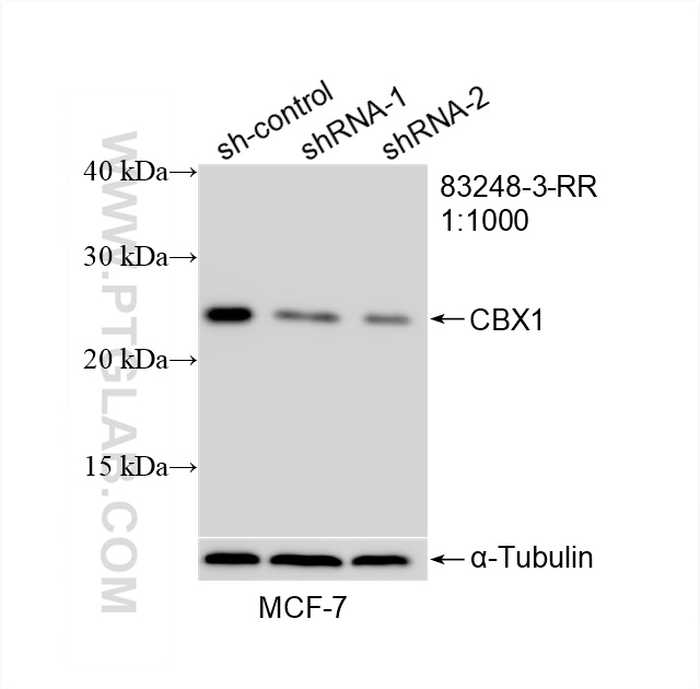 WB analysis of MCF-7 using 83248-3-RR (same clone as 83248-3-PBS)