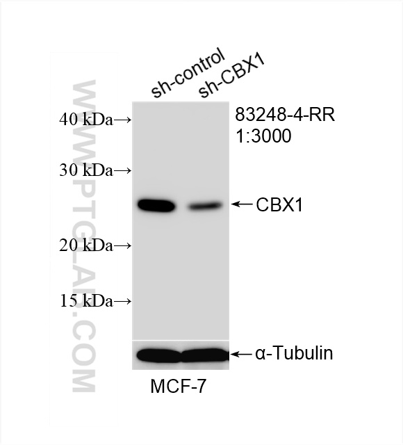 WB analysis of MCF-7 using 83248-4-RR (same clone as 83248-4-PBS)