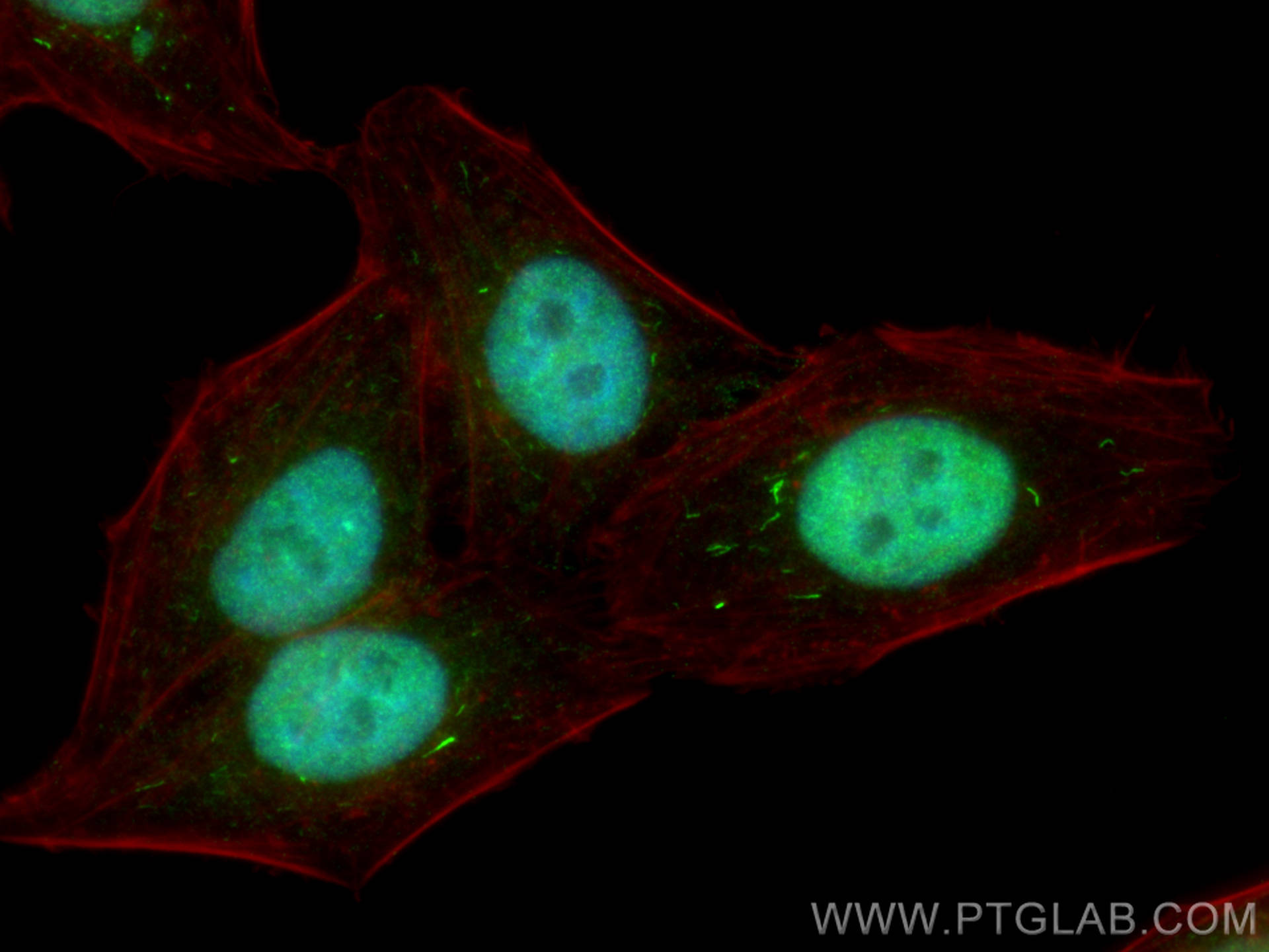 IF Staining of HepG2 using 66446-1-Ig