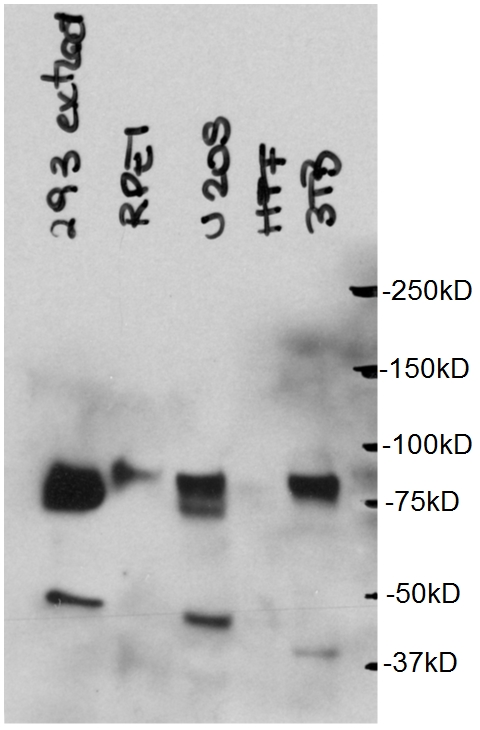 WB analysis of HEK-293 cell using 18544-1-AP